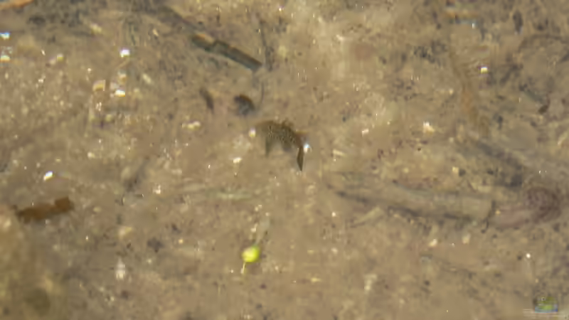 Blog: Tropischer Urwaldbach mitten in ??sterreich (2226)