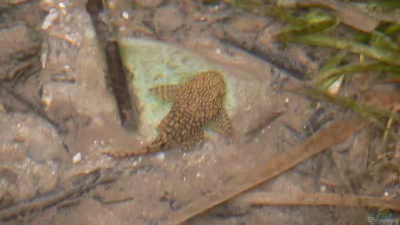 Blog: Tropischer Urwaldbach mitten in ??sterreich (2226)