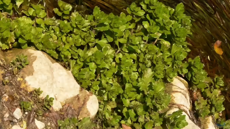 Blog: Tropischer Urwaldbach mitten in ??sterreich (2226)