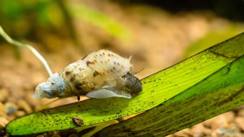 Blog: Turmdeckelschnecken: Aquarientiere mit besonderen Aufgaben (8204)