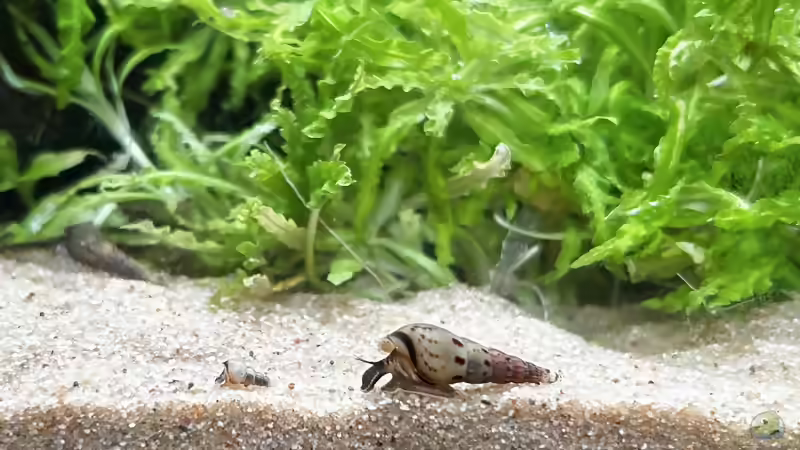 Blog: Turmdeckelschnecken: Aquarientiere mit besonderen Aufgaben (8204)
