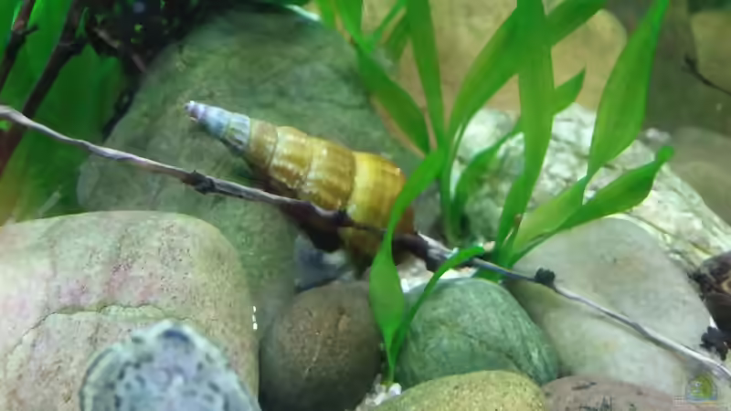 Blog: Turmdeckelschnecken: Aquarientiere mit besonderen Aufgaben (8204)