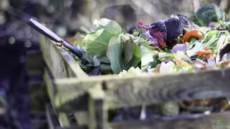 Blog: Überdüngung im Garten: Ursachen, Folgen und wirksame Lösungen für gesunde Pflanzen (7807)