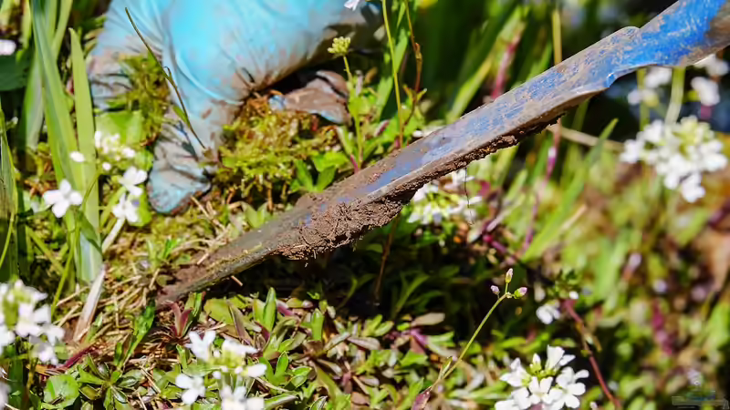 Blog: Unkraut: Was ist das überhaupt? (6599)