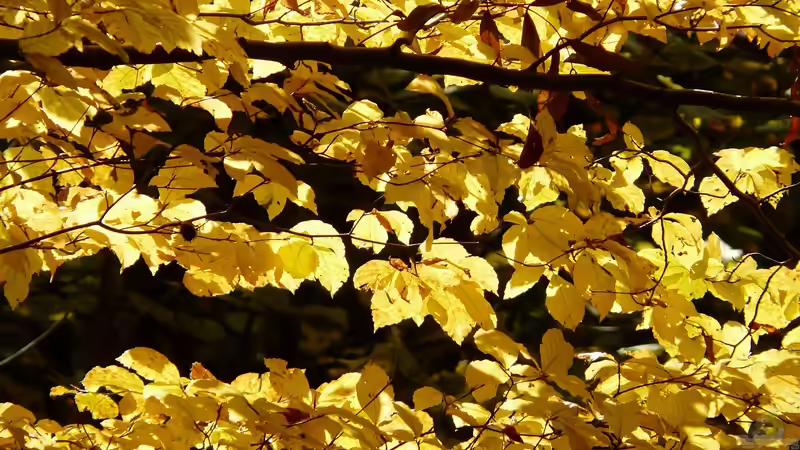 Blog: Unterschied zwischen Hainbuche und Buchenhecke: Der umfassende Gartenratgeber (7303)