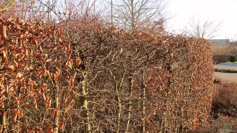 Blog: Unterschied zwischen Hainbuche und Buchenhecke: Der umfassende Gartenratgeber (7303)