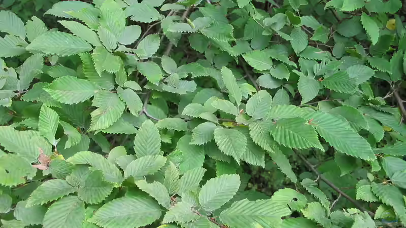 Blog: Unterschied zwischen Hainbuche und Buchenhecke: Der umfassende Gartenratgeber (7303)