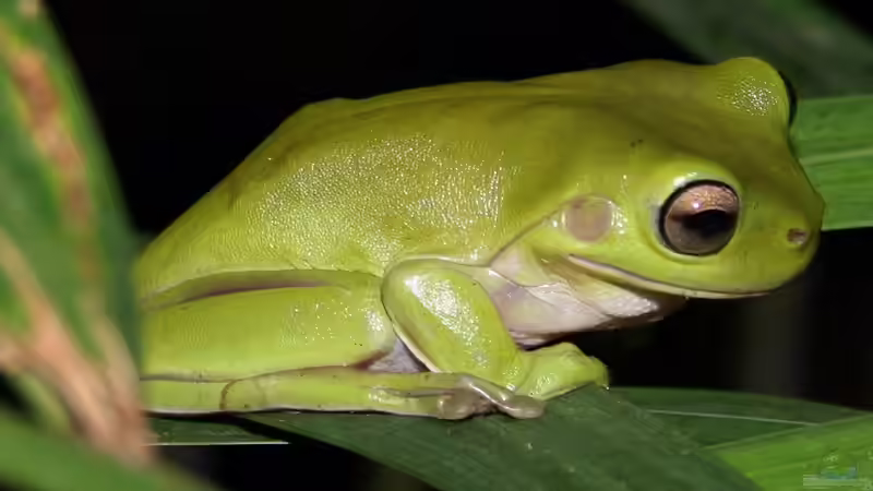 Blog: Unterschiedliche Laubfrösche aus der ganzen Welt: Ein umfassender Leitfaden für Terrarienliebhaber (7396)