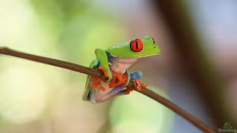 Blog: Unterschiedliche Laubfrösche aus der ganzen Welt: Ein umfassender Leitfaden für Terrarienliebhaber (7396)