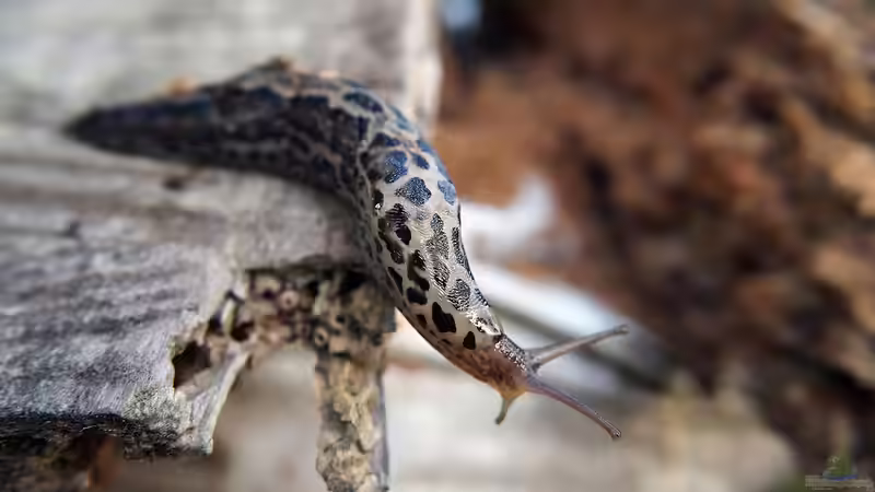 Blog: Unterschiedliche Nacktschneckenarten im Garten - ein umfassender Überblick (7450)