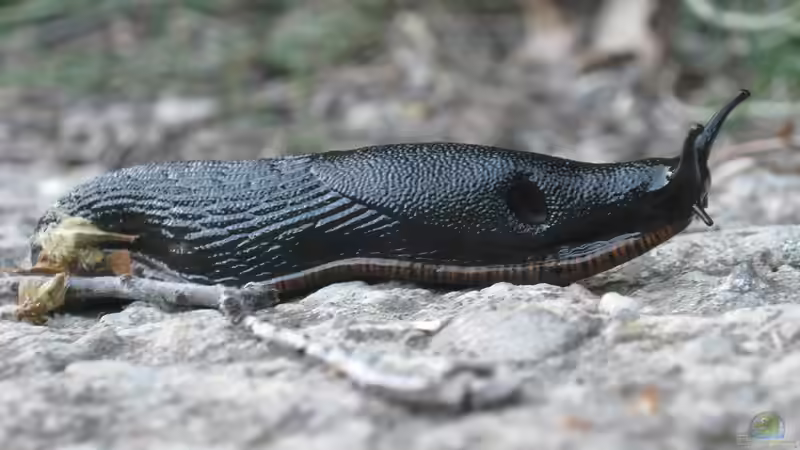 Blog: Unterschiedliche Nacktschneckenarten im Garten - ein umfassender Überblick (7450)