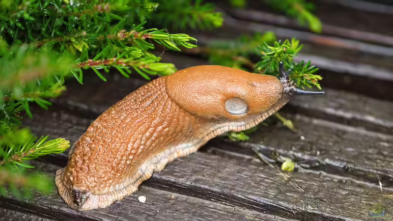Blog: Unterschiedliche Nacktschneckenarten im Garten - ein umfassender Überblick (7450)
