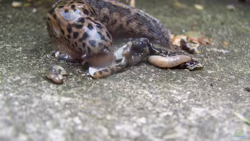 Blog: Unterschiedliche Nacktschneckenarten im Garten - ein umfassender Überblick (7450)