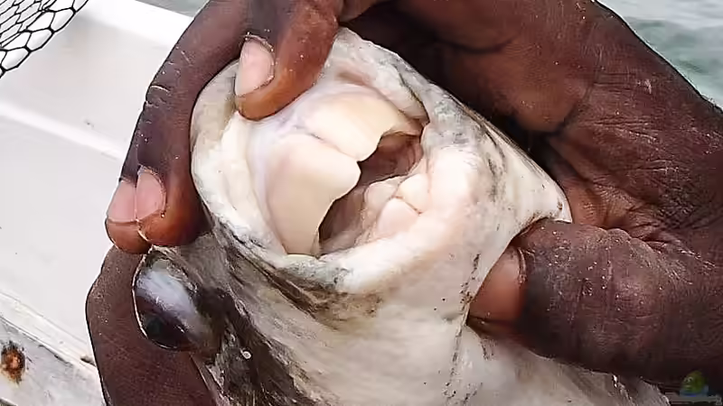 Blog: Unterschiedliche Zähne bei Fischen - Formen, Funktionen und faszinierende Anpassungen (7501)