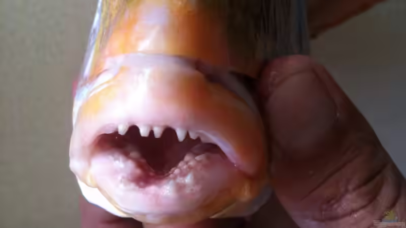 Blog: Unterschiedliche Zähne bei Fischen - Formen, Funktionen und faszinierende Anpassungen (7501)