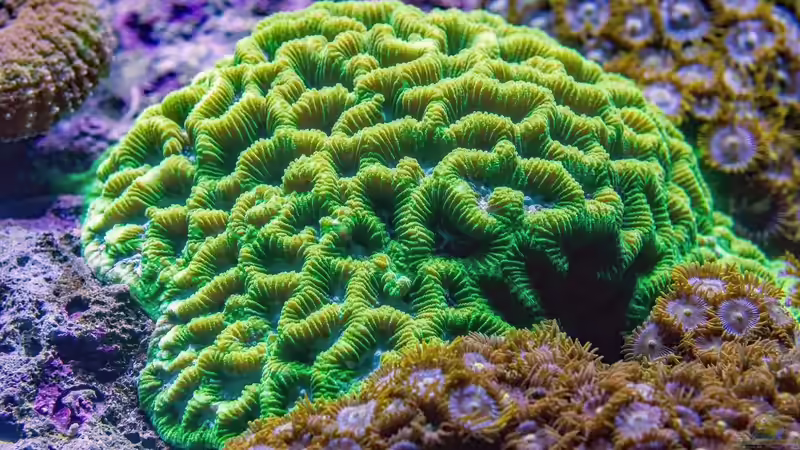 Blog: Urlaub am Great Barrier Reef - Ein Lebenstraum für Aquarianer (7667)