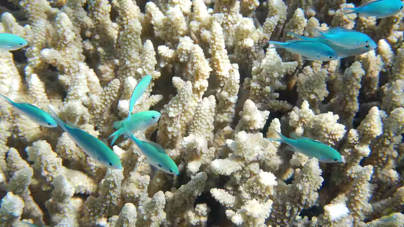 Blog: Urlaub am Great Barrier Reef - Ein Lebenstraum für Aquarianer (7667)