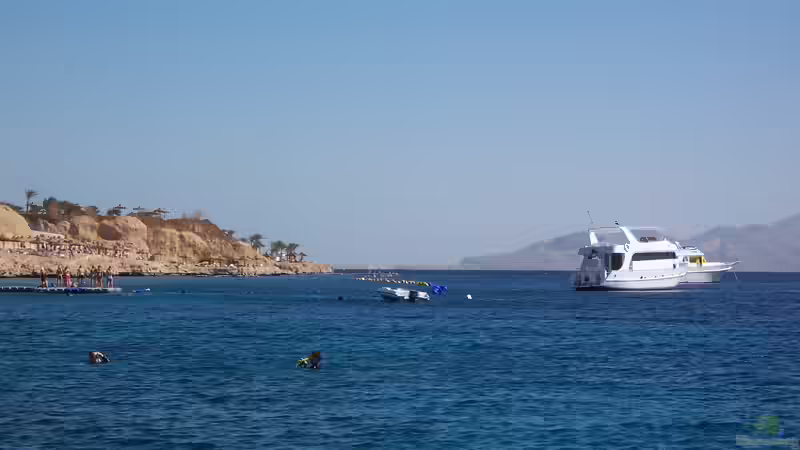 Blog: Urlaub am Roten Meer: Ein Paradies für Entspannung und Abenteuer (5825)