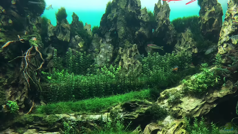 Blog: Urlaub auf Teneriffa Teil 1 ??? Das neuen ZEN Aquarium von Takashi Amano (5323)