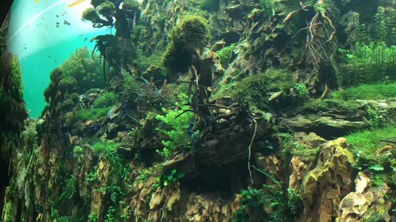 Blog: Urlaub auf Teneriffa Teil 1 ??? Das neuen ZEN Aquarium von Takashi Amano (5323)