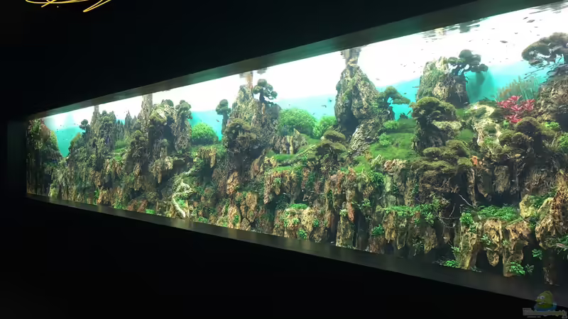 Blog: Urlaub auf Teneriffa Teil 1 ??? Das neuen ZEN Aquarium von Takashi Amano (5323)