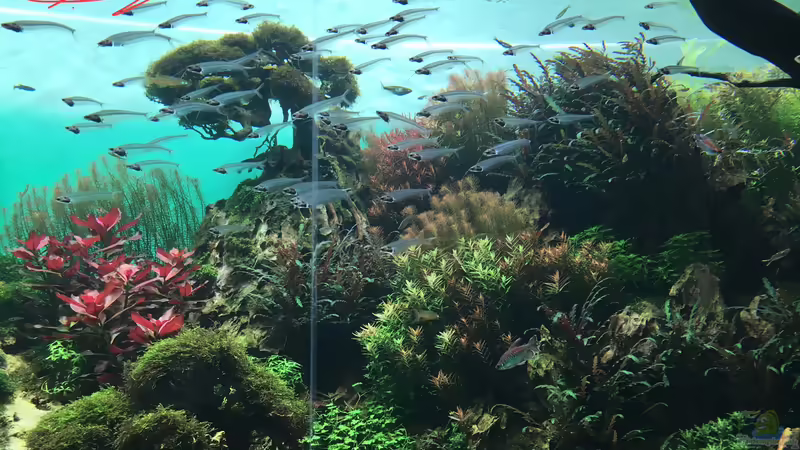Blog: Urlaub auf Teneriffa Teil 2 ??? Das neuen ZEN Aquarium seit 2018 im Loro Parque! (5324)