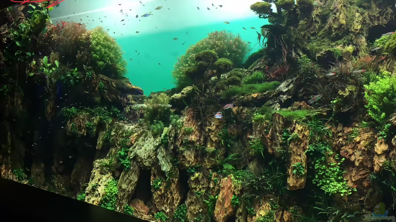 Blog: Urlaub auf Teneriffa Teil 2 ??? Das neuen ZEN Aquarium seit 2018 im Loro Parque! (5324)