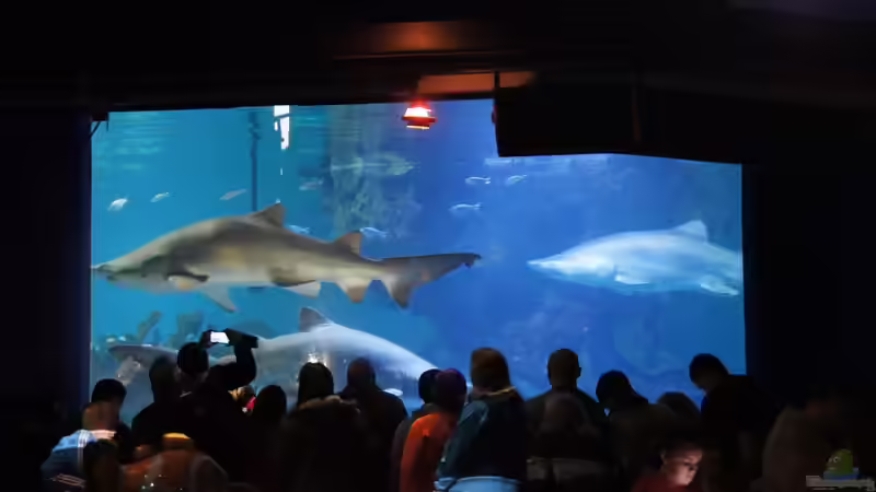 Blog: Urlaubstipp: Aquarium Blue Planet in Kopenhagen (6350)