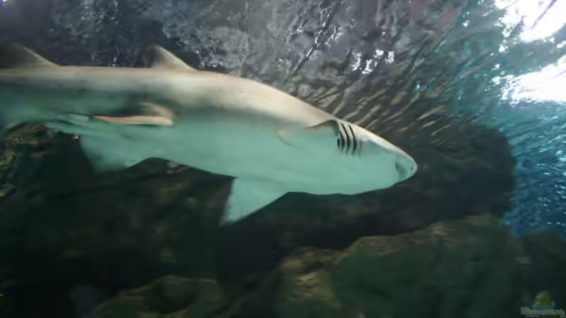 Blog: Urlaubstipp: Aquarium Blue Planet in Kopenhagen (6350)