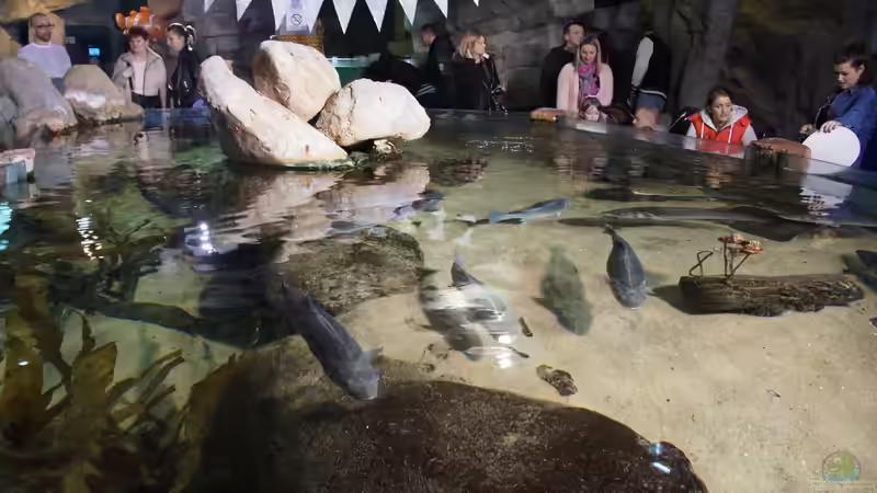Blog: Urlaubstipp: Aquarium Blue Planet in Kopenhagen (6350)