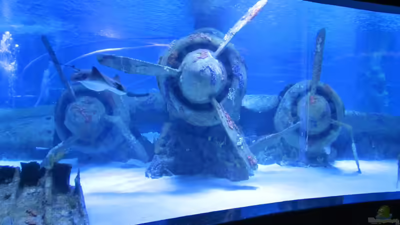 Blog: Urlaubstipp für Aquarianer: Das Aquarium Antalya (6345)