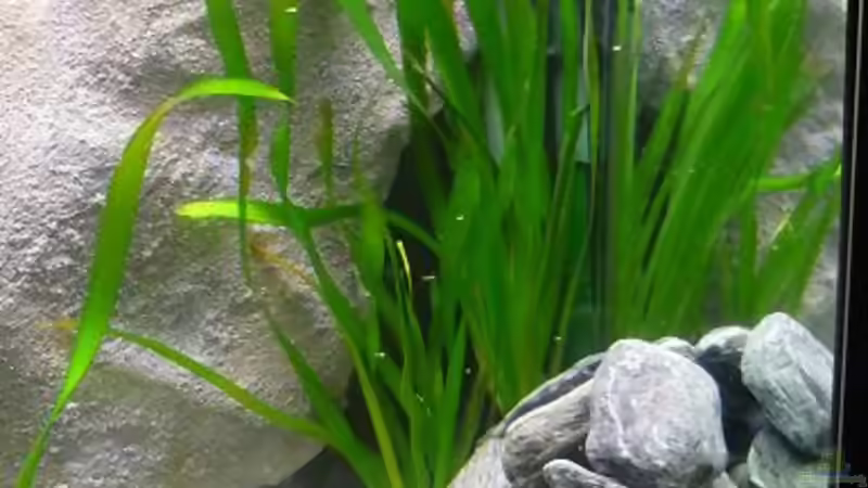 Blog: Vallisneria eine altbekannte Pflanzenart  (2694)