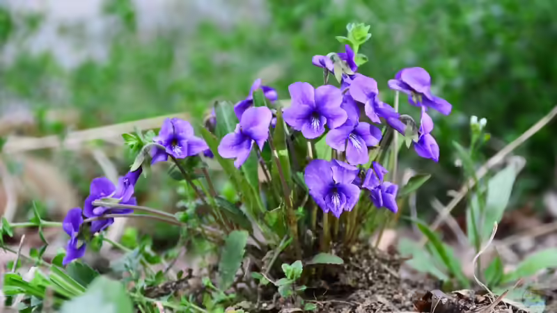 Blog: Veilchen im Garten: Arten, Standort, Pflege und Verwendung (8163)