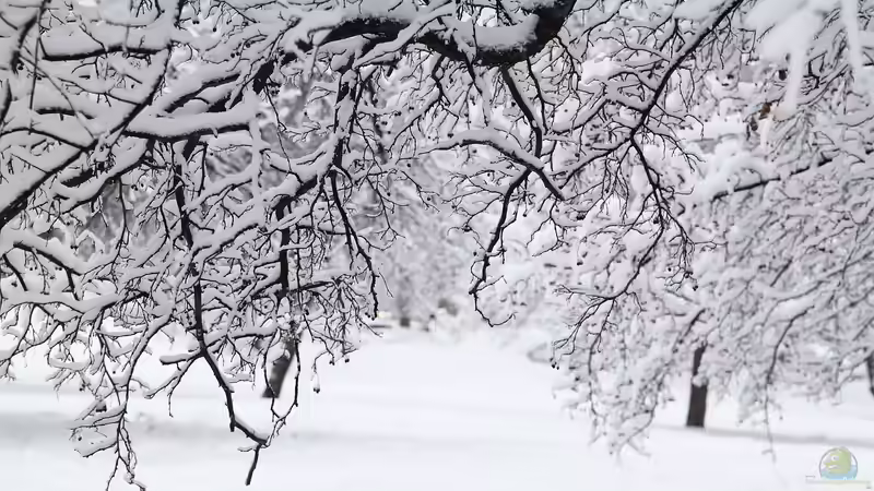 Blog: Vernalisation: Warum manche Pflanzen erst nach dem Winter blühen (6648)
