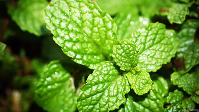 Blog: Verschiedene Arten von Minze im Garten – So gelingt dir der aromatische Kräutergarten (7012)
