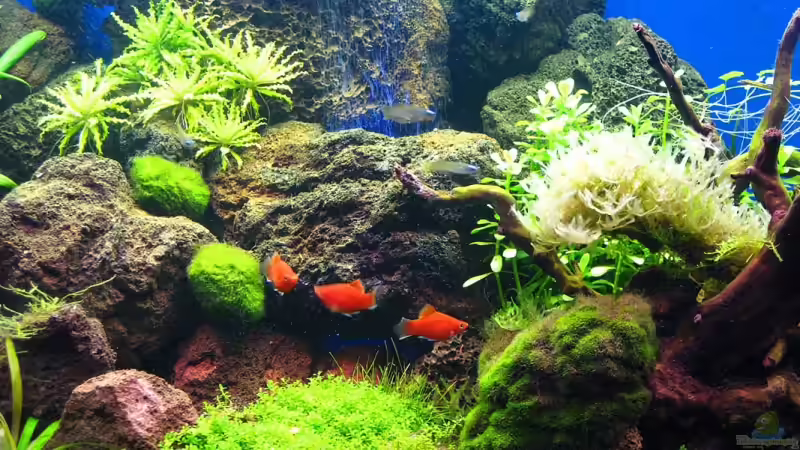 Blog: Verschiedene Arten von Platys: Farbenfrohe Klassiker für das Aquarium (8071)