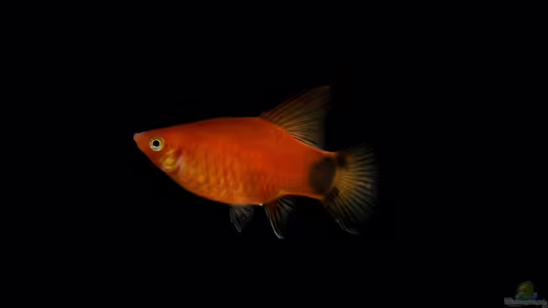 Blog: Verschiedene Arten von Platys: Farbenfrohe Klassiker für das Aquarium (8071)