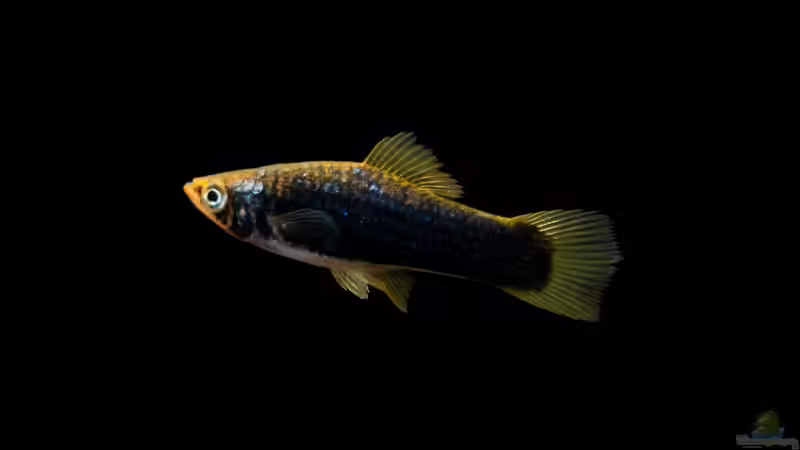 Blog: Verschiedene Arten von Platys: Farbenfrohe Klassiker für das Aquarium (8071)