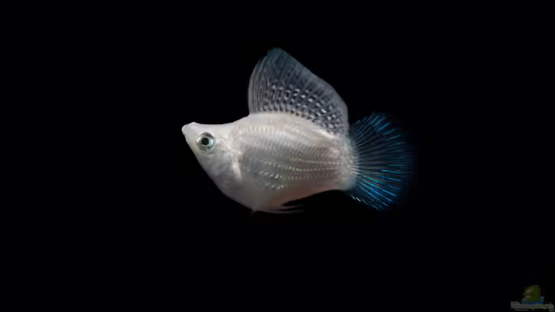 Blog: Verschiedene Arten von Platys: Farbenfrohe Klassiker für das Aquarium (8071)