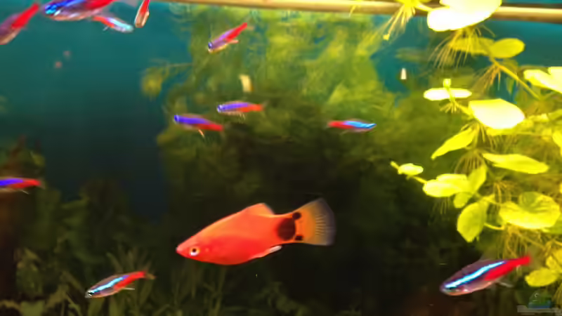 Blog: Verschiedene Arten von Platys: Farbenfrohe Klassiker für das Aquarium (8071)