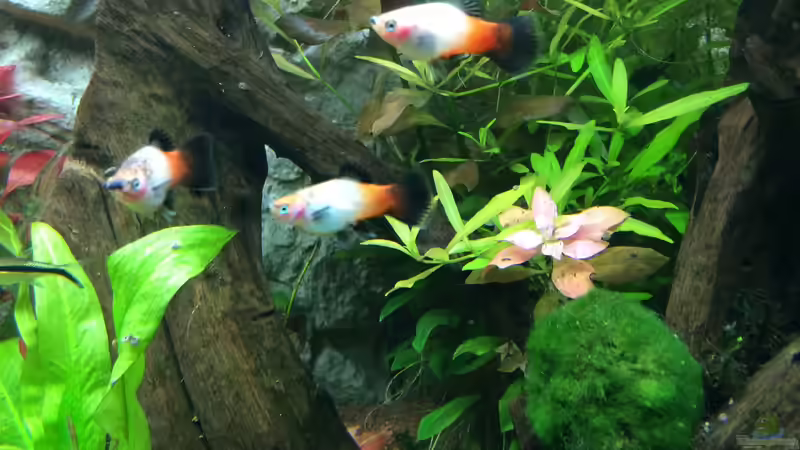 Blog: Verschiedene Arten von Platys: Farbenfrohe Klassiker für das Aquarium (8071)