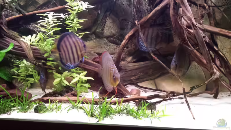 Blog: Versteckmöglichkeiten im Aquarium - Warum sie so wichtig sind und wie du sie optimal gestaltest (7306)