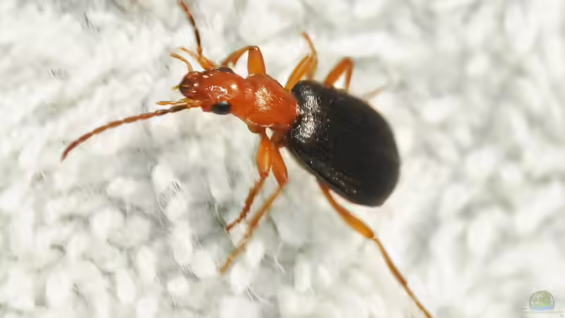 Blog: Verteidigungsstrategien in der Natur: Der Bombardierkäfer  (6695)