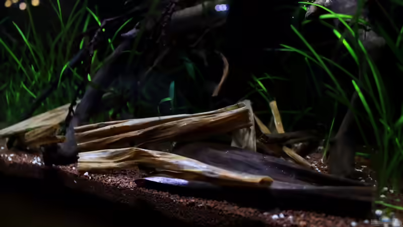 Blog: Viagra für´s Aqua ? (4699)