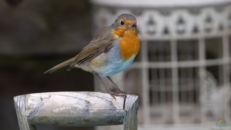 Blog: Vögeln im Garten Schutz und Nahrung bieten - Ein umfassender Leitfaden (7876)