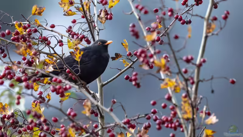 Blog: Vögeln im Garten Schutz und Nahrung bieten - Ein umfassender Leitfaden (7876)