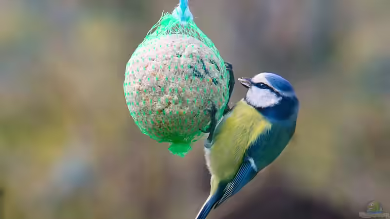 Blog: Vögeln im Garten Schutz und Nahrung bieten - Ein umfassender Leitfaden (7876)
