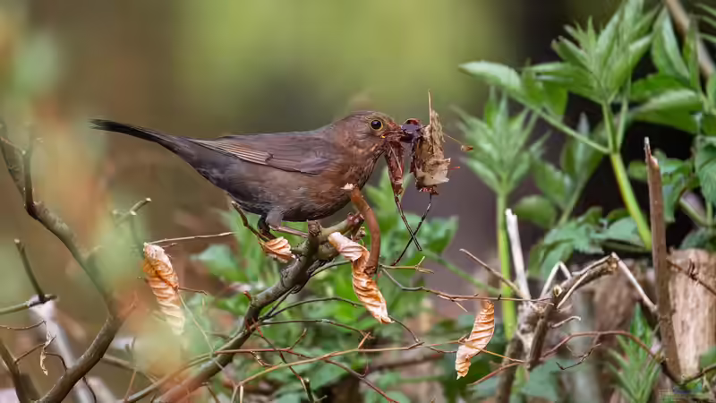 Blog: Vögeln im Garten Schutz und Nahrung bieten - Ein umfassender Leitfaden (7876)
