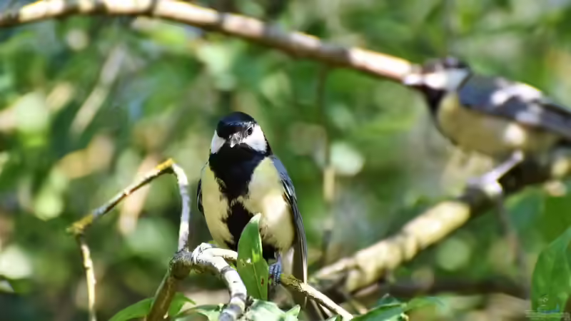 Blog: Vögeln im Garten Schutz und Nahrung bieten - Ein umfassender Leitfaden (7876)