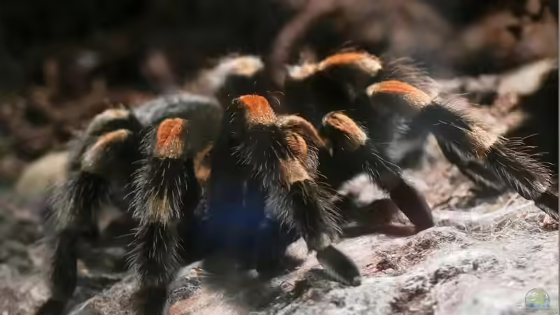 Blog: Vogelspinnen sind keine Streicheltiere: Die besonderen Herausforderungen für den Terrarianer (7020)